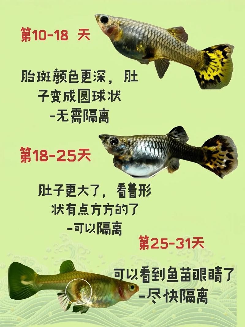 魚腹水后的生存時(shí)間取決于多種因素，如何預(yù)防魚腹水，魚腹水后的存活時(shí)間 魚腹水后的生存時(shí)間取決于多種因素，如何預(yù)防魚腹水，魚腹水后的存活時(shí)間 龍魚百科 第1張