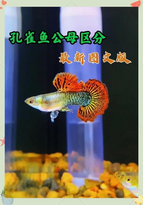 如何判斷觀賞魚的價格是否合理？