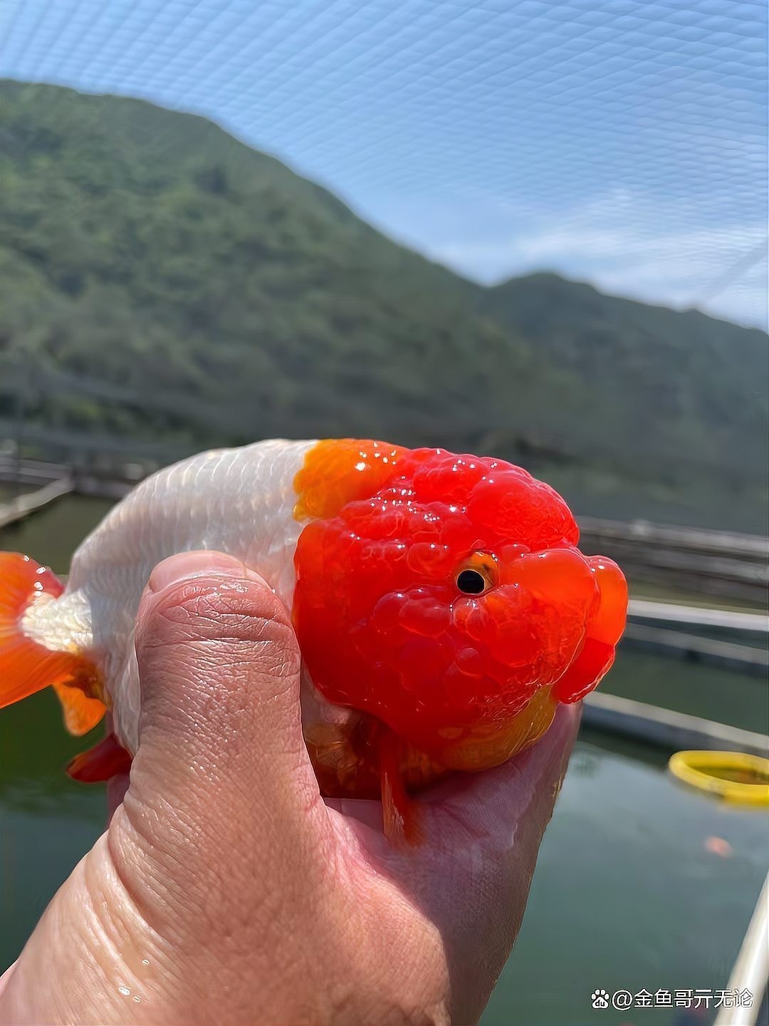 如何判斷觀賞魚的價格是否合理？