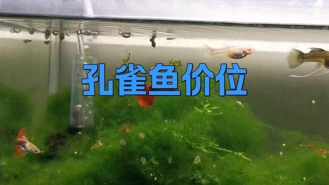 如何判斷觀賞魚的價格是否合理？