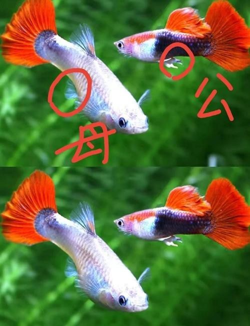 如何判斷觀賞魚的價格是否合理？