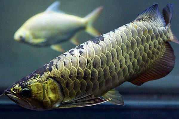 古典過背金龍長大什么樣