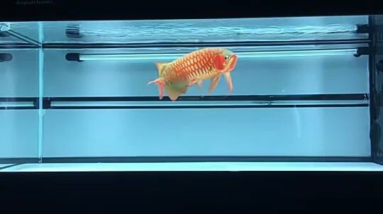昆明魚缸造景培訓班地址電話,昆明魚缸造景培訓學校：昆明魚缸造景培訓班地址