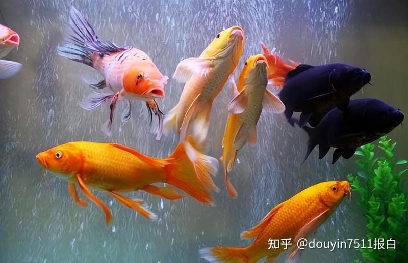 哪個平臺的觀賞魚直播最活躍？ 哪個平臺的觀賞魚直播最活躍？ 2025長城杯龍魚大賽 第7張