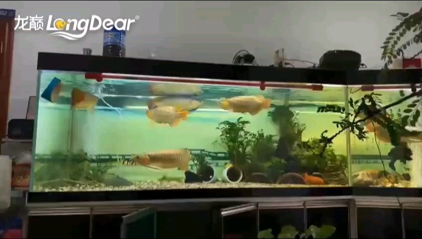 轉發836 轉發836 龍魚論壇