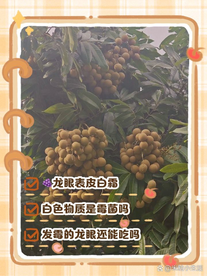 龍眼起白霧最怕三個(gè)東西