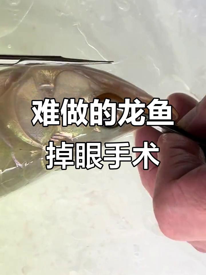 龍魚掉眼后還能恢復(fù)嗎？