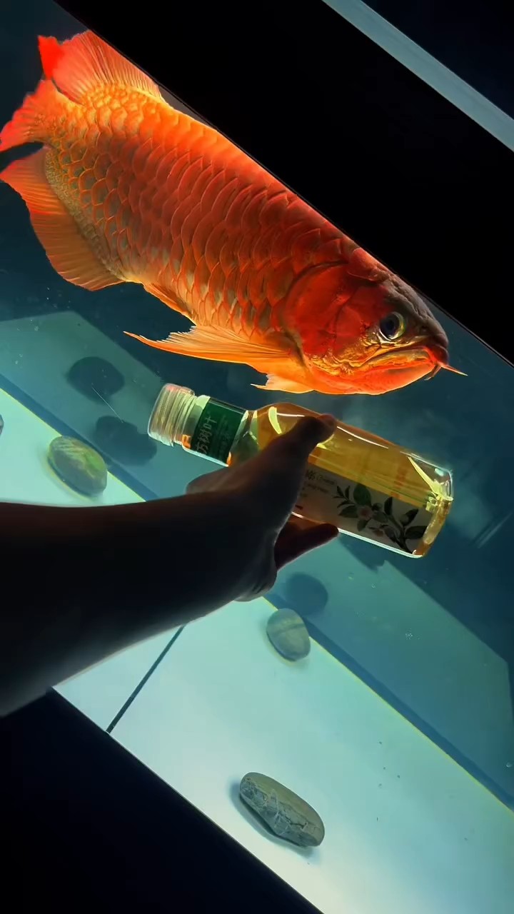 好看嗎？ 好看嗎？ 龍魚論壇