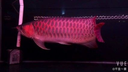 紅龍魚的視頻換一個：關(guān)于紅龍魚的一些視頻