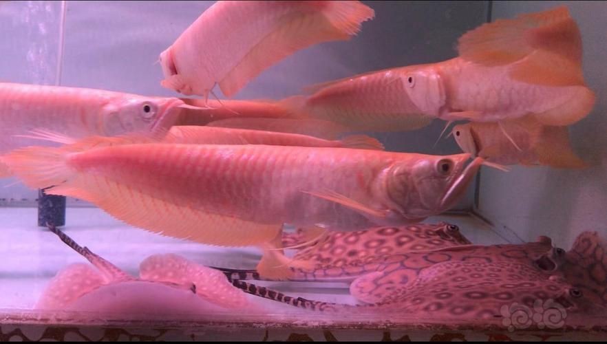 紅眼白子黃化龍魚圖片