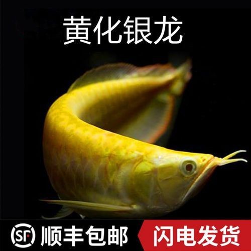紅眼白子黃化龍魚圖片