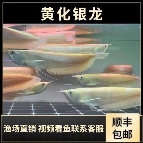 紅眼白子黃化龍魚圖片