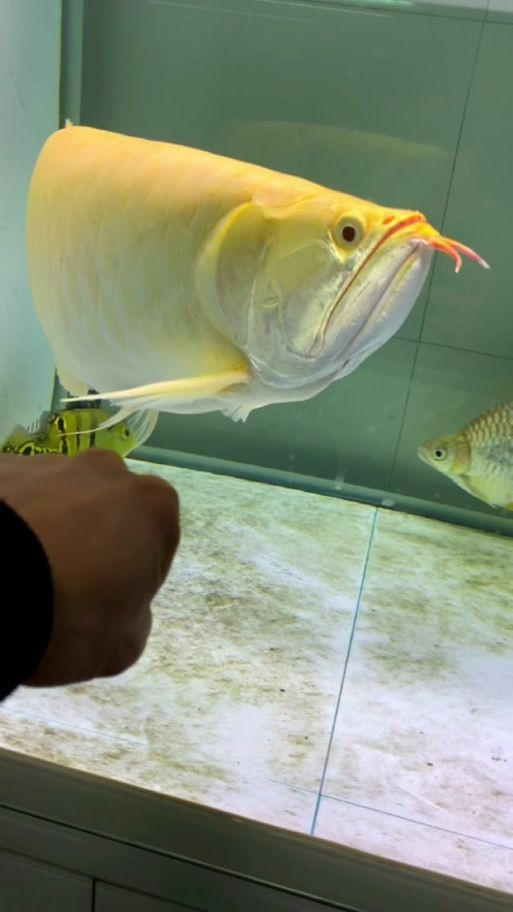 紅眼白子黃化龍魚圖片