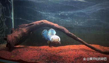 雷龍魚為什么趴缸 雷龍魚為什么趴缸 龍魚論壇 第6張