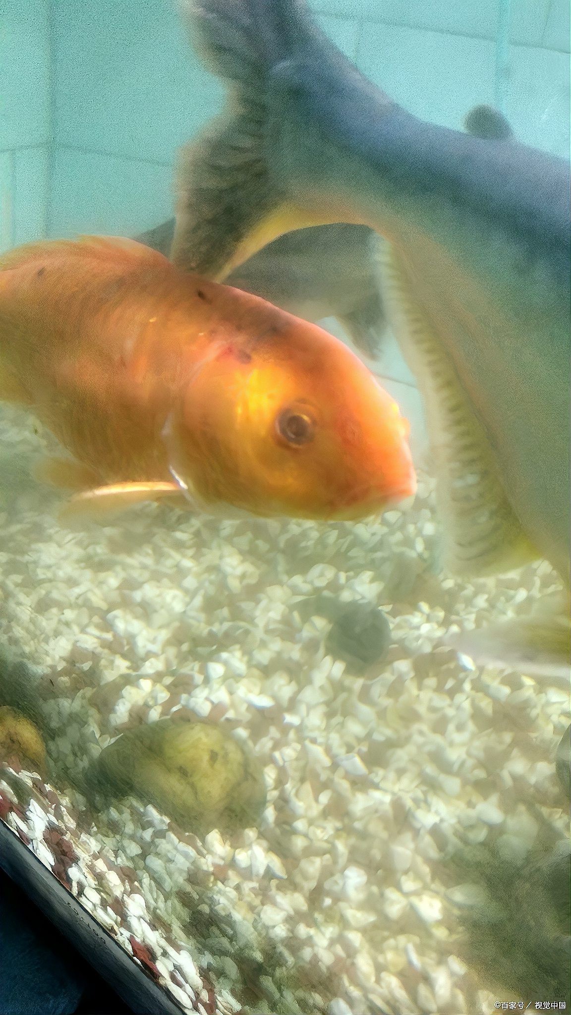 雷龍魚為什么趴缸 雷龍魚為什么趴缸 龍魚論壇 第4張