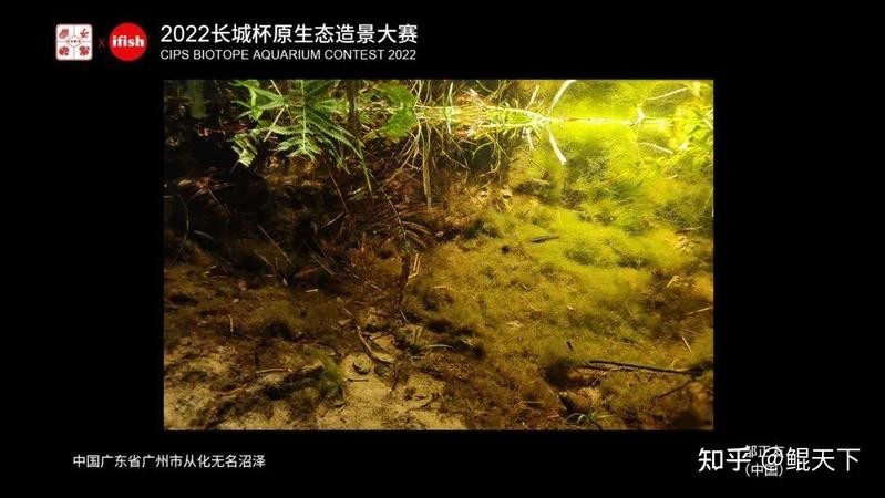 長城杯水草造景大賽的評審標準是什么？ 長城杯水草造景大賽的評審標準是什么？ 2025長城杯龍魚大賽 第2張