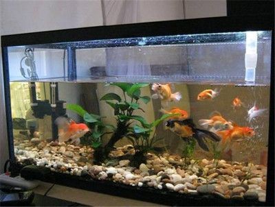 十大魚缸品牌：2024年十大魚缸品牌