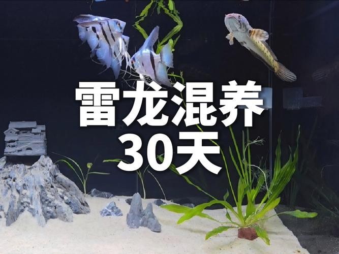雷龍魚可以和孔雀一起養嗎圖片大全