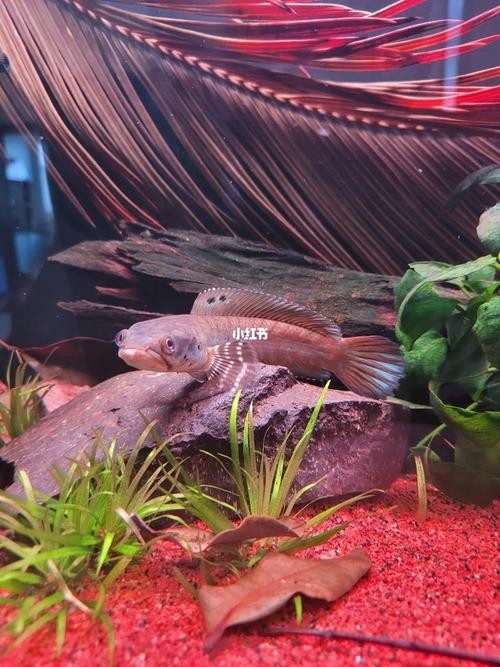 雷龍魚可以和孔雀一起養嗎圖片大全