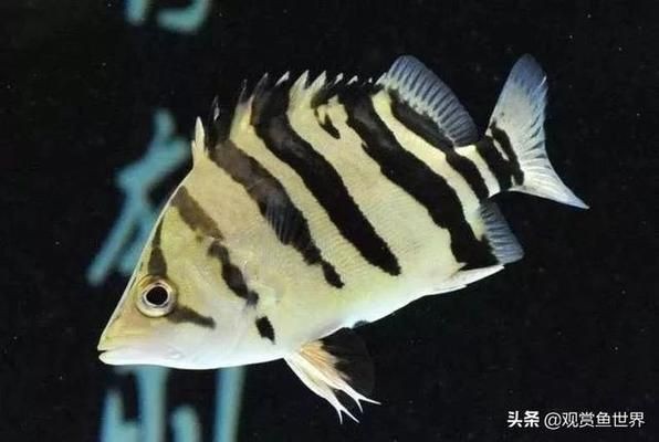 龍魚的配魚四大神獸是什么魚，龍魚的配魚四大神獸