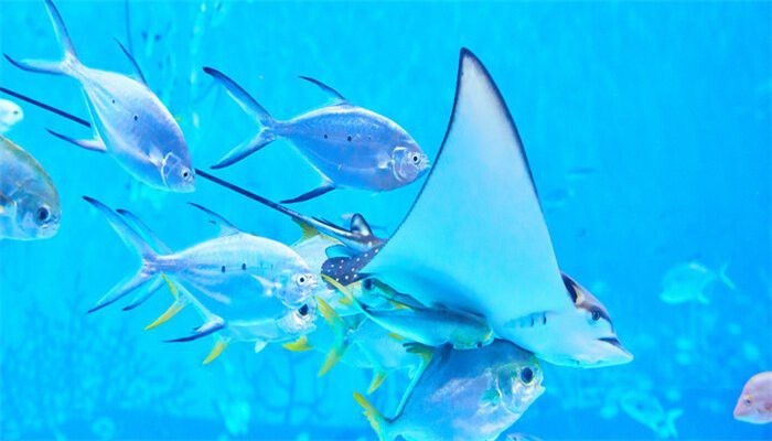 淡水黃劍魚最簡單三個步驟 淡水黃劍魚最簡單三個步驟 龍魚論壇 第1張