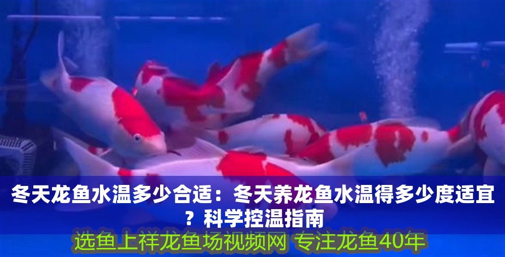 冬天龍魚水溫多少合適：冬天養(yǎng)龍魚水溫得多少度適宜？科學(xué)控溫指南