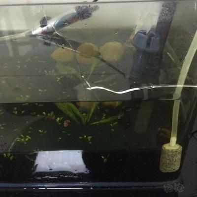 水族館設計的藝術性水族館設計的技術演進：加溫棒魚缸加熱棒炸裂的原因：水族館設計的藝術性水族館 水族館設計的藝術性水族館設計的技術演進：加溫棒魚缸加熱棒炸裂的原因：水族館設計的藝術性水族館 魚缸百科 第1張