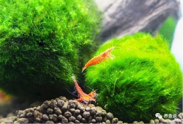 長(zhǎng)城杯觀賞魚比賽2020 長(zhǎng)城杯觀賞魚比賽2020 2025長(zhǎng)城杯龍魚大賽 第2張
