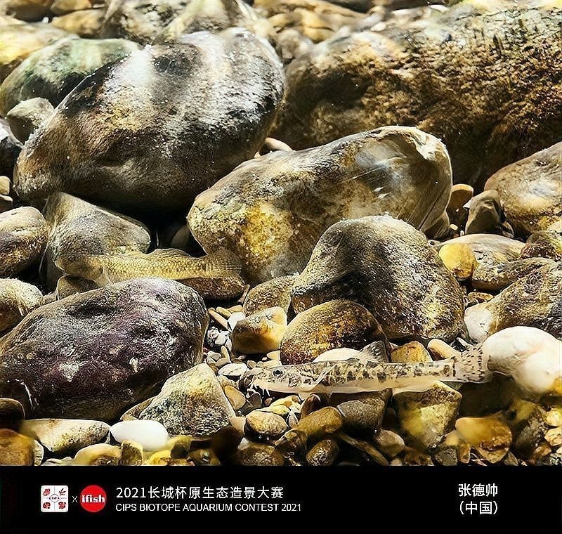 長城杯觀賞魚比賽2021年 2025長城杯龍魚大賽 第4張 長城杯觀賞魚比賽2021年 長城杯觀賞魚比賽2021年 2025長城杯龍魚大賽 第4張
