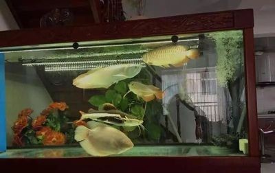 招財咬龍魚怎么辦（招財魚咬龍魚怎么辦）