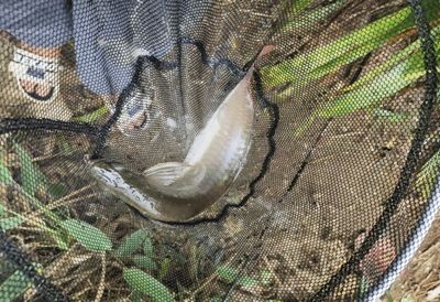 招財咬龍魚怎么辦（招財魚咬龍魚怎么辦）