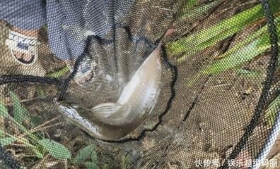 招財咬龍魚怎么辦（招財魚咬龍魚怎么辦）