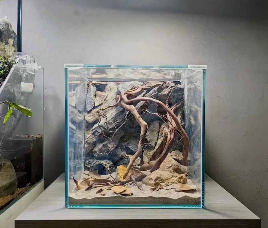 雷龍魚缸布景圖片