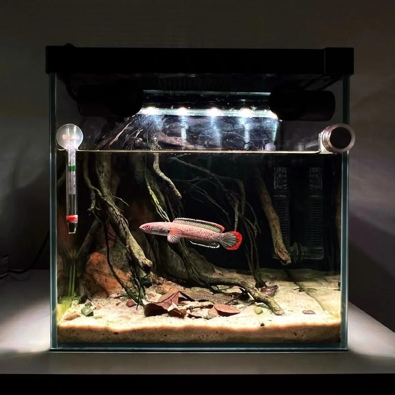 雷龍魚缸布景圖片