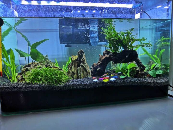 魚缸里的水渾濁怎么變清澈（魚缸里的水渾濁怎么變清澈,）