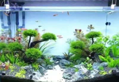 魚缸里的水渾濁怎么變清澈（魚缸里的水渾濁怎么變清澈,）