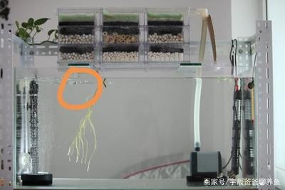 永清縣韓村新潮水族館（永清縣韓村新潮水族館電話）