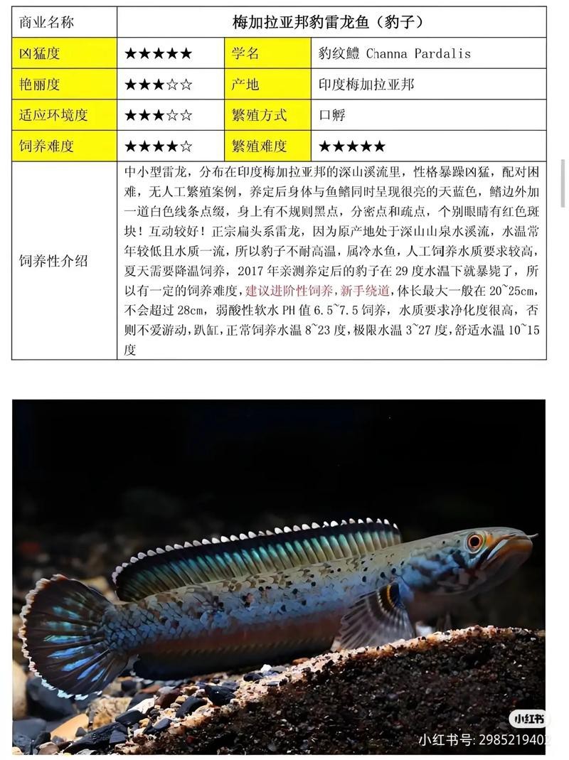 像雷龍魚的魚 像雷龍魚的魚 龍魚百科 第14張