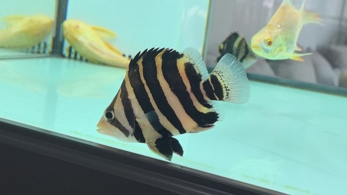 記錄小福虎