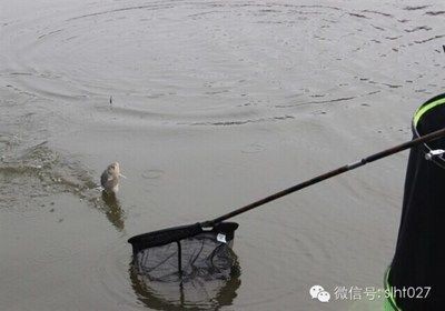 紅龍魚幼苗和金龍魚幼苗區(qū)別在哪（如何辨別紅龍魚幼苗和金龍魚價(jià)格對(duì)比） 紅龍魚幼苗和金龍魚幼苗區(qū)別在哪（如何辨別紅龍魚幼苗和金龍魚價(jià)格對(duì)比） 龍魚百科 第5張