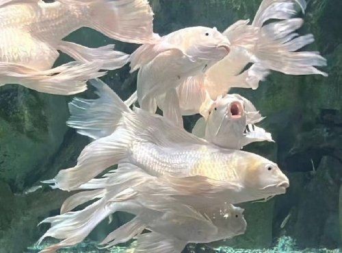 紅白錦鯉幼魚挑選