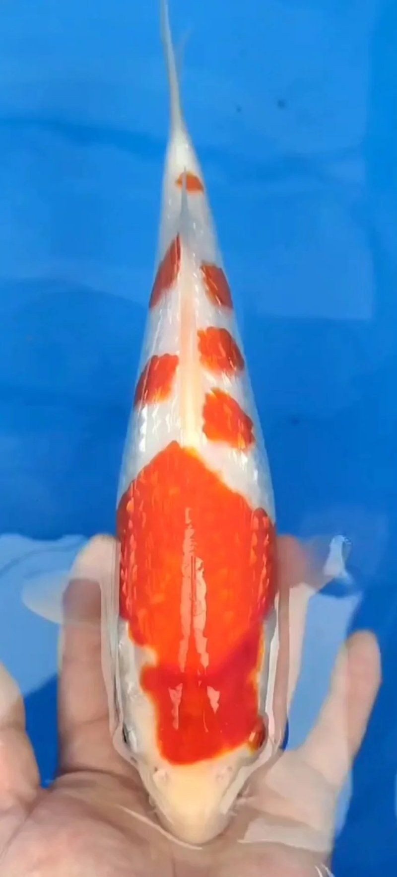 紅白錦鯉幼魚挑選
