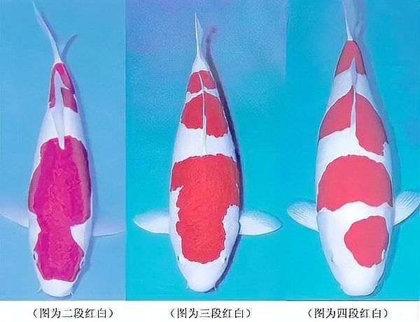 紅白錦鯉幼魚挑選