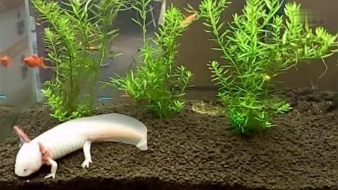 家里怎么養六角龍魚：養六角龍魚需要注意以下幾個方面，家里怎么養六角龍魚