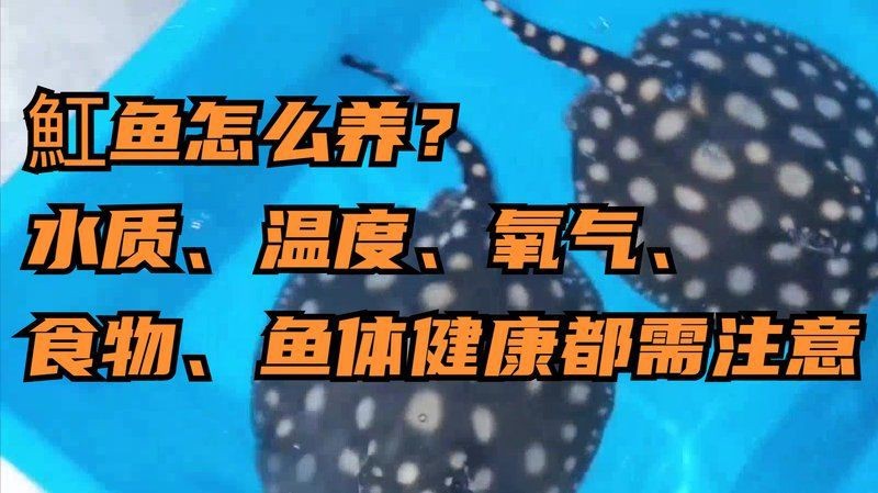 魟魚最佳溫度