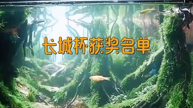 長城杯金質獎2024