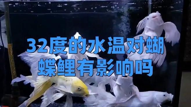 蝴蝶鯉水溫32度沒事吧