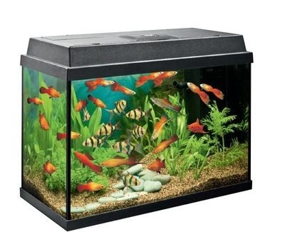 德國黑鉆魚缸草缸飼養德國黑鉆魚缸飼養注意事項:德國黑鉆生態魚缸 魚缸百科 第3張 德國黑鉆魚缸草缸飼養德國黑鉆魚缸飼養注意事項:德國黑鉆生態魚缸 德國黑鉆魚缸草缸飼養德國黑鉆魚缸飼養注意事項:德國黑鉆生態魚缸 魚缸百科 第3張