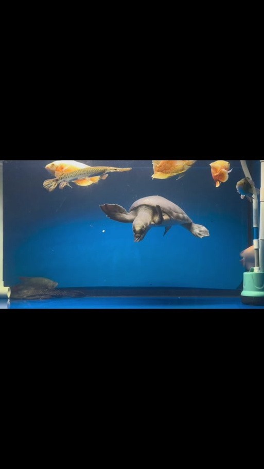 豬鼻龜會咬龍魚嗎圖片