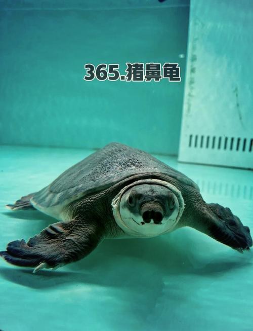 豬鼻龜會咬龍魚嗎圖片